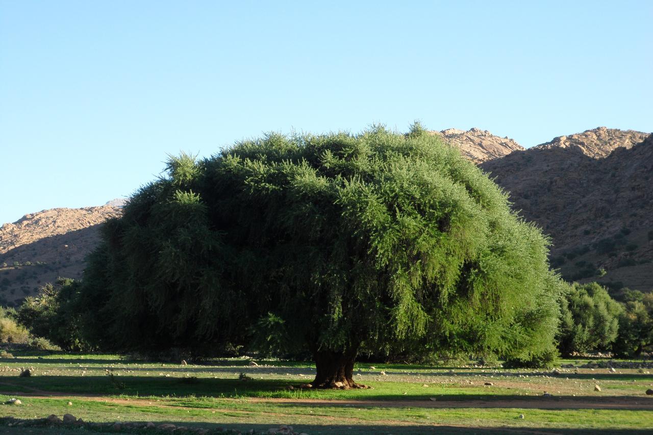 Auberge Kasbah Chez Amaliya تافراوت المظهر الخارجي الصورة